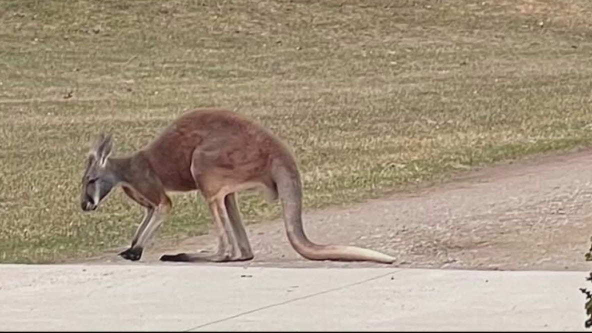 Kangaroo spotted in Lapeer County after escaping his exotic pet owner